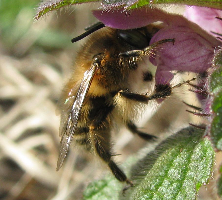 Anthophora sp.